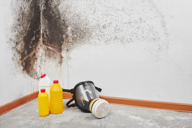 Home Mold Removal in Streator, IL
