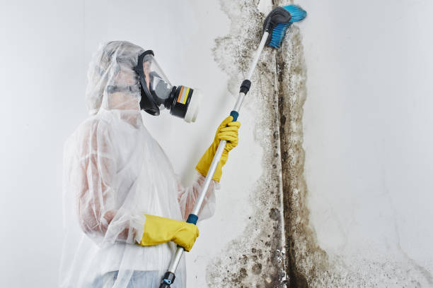 Professional Mold Removal in Streator, IL