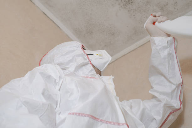 Best Mold Testing and Removal  in Streator, IL