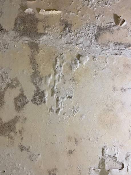 Best Commercial Mold Removal  in Streator, IL