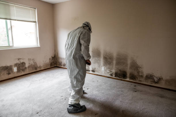 Best Mold Remediation Experts  in Streator, IL
