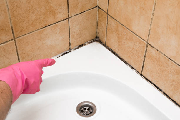 Best Office Mold Removal Services  in Streator, IL